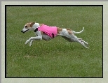Whippet, r�owe, ubranko