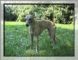 Whippet, zielone, li�cie